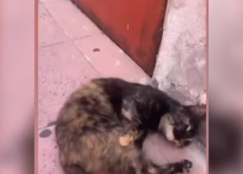 chats-noirs-denuncia-envenenamiento-gatos-recinto-real-90