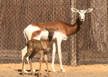 cria-gacela-dama-mahor-especie-peligro-extincion-marruecos-3