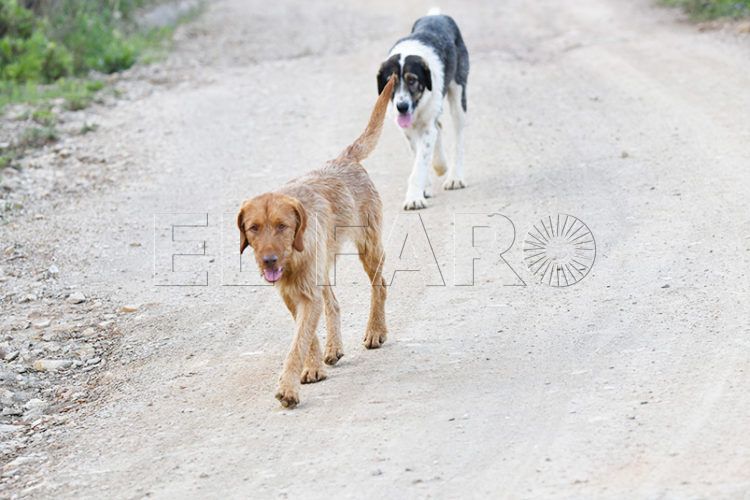 empresa-local-recogera-animales-abandonados-calle