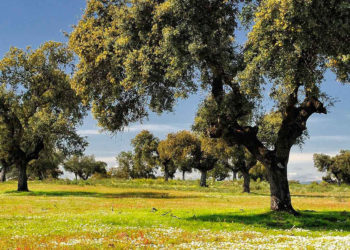 Landscape in the swamp of Gabriel y Galan. Extremadura. Spain.