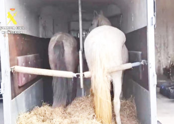 hachis-caballos-trafico-droga-guardia-civil-melilla