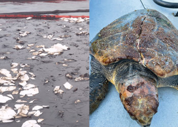 victimas-colaterales-vertido-muelle-alfau-tortugas-cecam