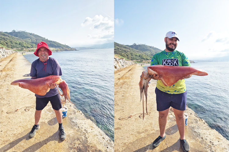 calamar-gigante-pescado-santa-catalina
