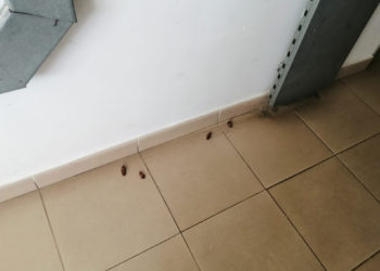 cucarachas-fuerte-mendizabal-001