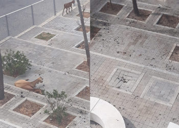 cabras-loma-colmenar-imposible-caminar-sin-pisar-caca