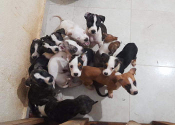 camada-cachorros-abandonados-2