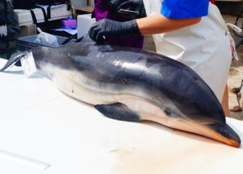 colaboracion-septem-nostra-varamientos-delfines-tortugas-2