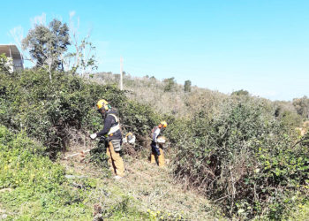 empresa-alumbrado-tala-poda-entorno-redes-electricas