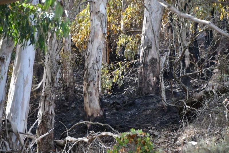 luz-verde-dos-planes-prevenir-alergia-incendios-forestales-pleno