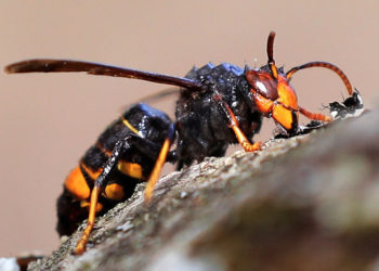 avispa-asiatica-bomberos-retira-panales