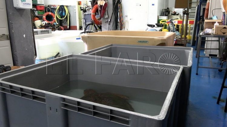 instalaciones-cecam-tortugas-recuperadas-1