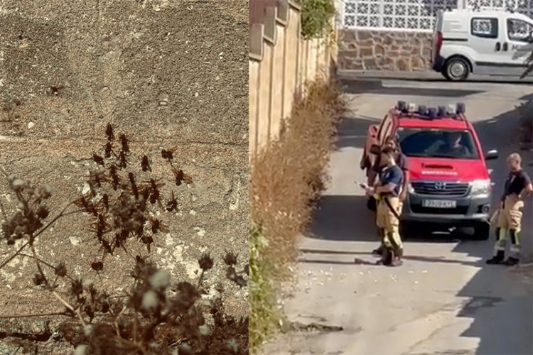 vecinos-arroyo-paneque-acorralados-avispas-asiaticas