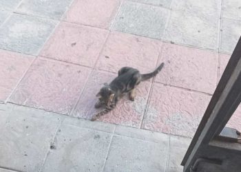 gato-envenenado-daubma-denuncia-maltrato-animal