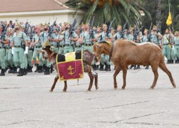 mascotas-legion-curioso-protagonismo-desfile-aniversario-003