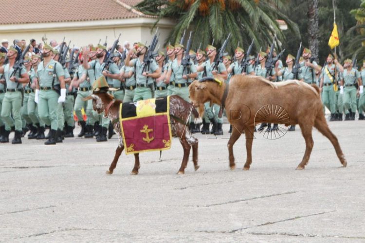 mascotas-legion-curioso-protagonismo-desfile-aniversario-003
