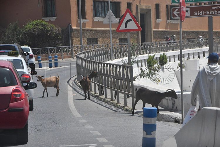 se-acabaron-cabreros-ceuta-no-cabras