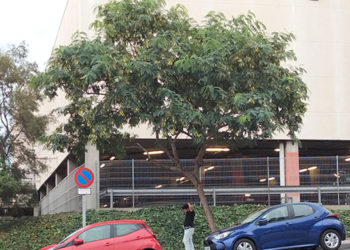 daubma-denuncia-poda-arboles-jacarandas-parques-ceuta-3