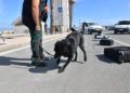 drago-perro-guardia-civil-deteccion-explosivos-10