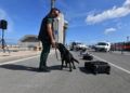 drago-perro-guardia-civil-deteccion-explosivos-11