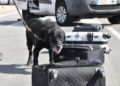 drago-perro-guardia-civil-deteccion-explosivos-12