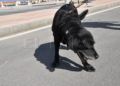 drago-perro-guardia-civil-deteccion-explosivos-13