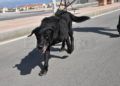 drago-perro-guardia-civil-deteccion-explosivos-14