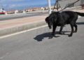 drago-perro-guardia-civil-deteccion-explosivos-15