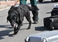 drago-perro-guardia-civil-deteccion-explosivos-16