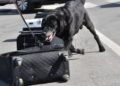 drago-perro-guardia-civil-deteccion-explosivos-17