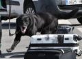 drago-perro-guardia-civil-deteccion-explosivos-19