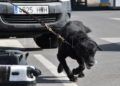 drago-perro-guardia-civil-deteccion-explosivos-20