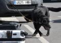 drago-perro-guardia-civil-deteccion-explosivos-21