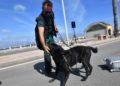 drago-perro-guardia-civil-deteccion-explosivos-3