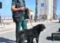 drago-perro-guardia-civil-deteccion-explosivos-4