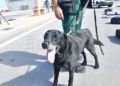 drago-perro-guardia-civil-deteccion-explosivos-6