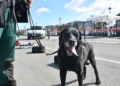 drago-perro-guardia-civil-deteccion-explosivos-7