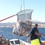 levanta-pescado-trabajo-almadrabeta-capitan-marineros-buzos-11