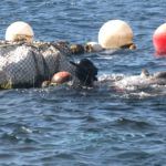 levanta-pescado-trabajo-almadrabeta-capitan-marineros-buzos-21