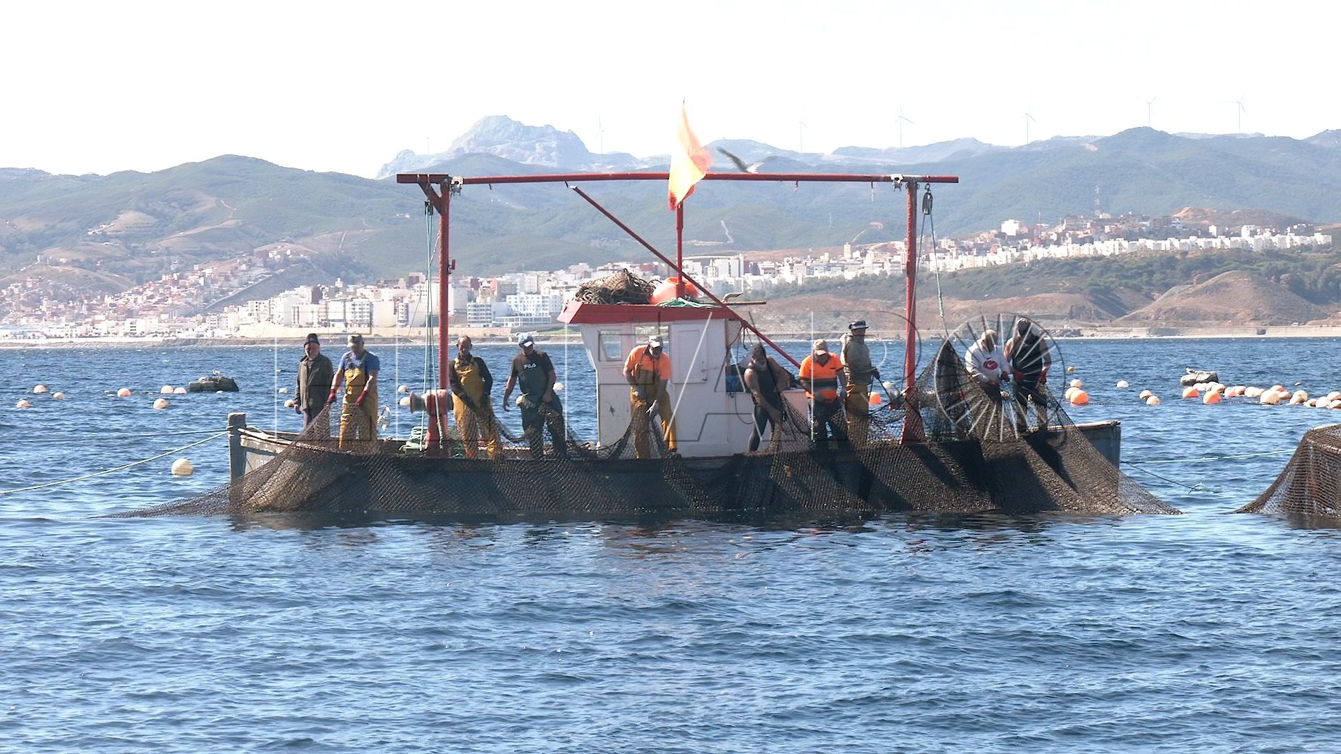 levanta-pescado-trabajo-almadrabeta-capitan-marineros-buzos-25