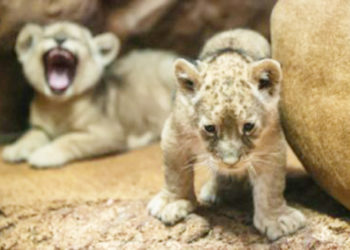 nacimiento-leon-atlas-jardin-zoologico-rabat