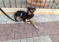 perro-hector-busca-adopcion-1