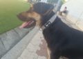 perro-hector-busca-adopcion-13