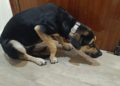 perro-hector-busca-adopcion-2