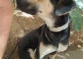 perro-hector-busca-adopcion-4