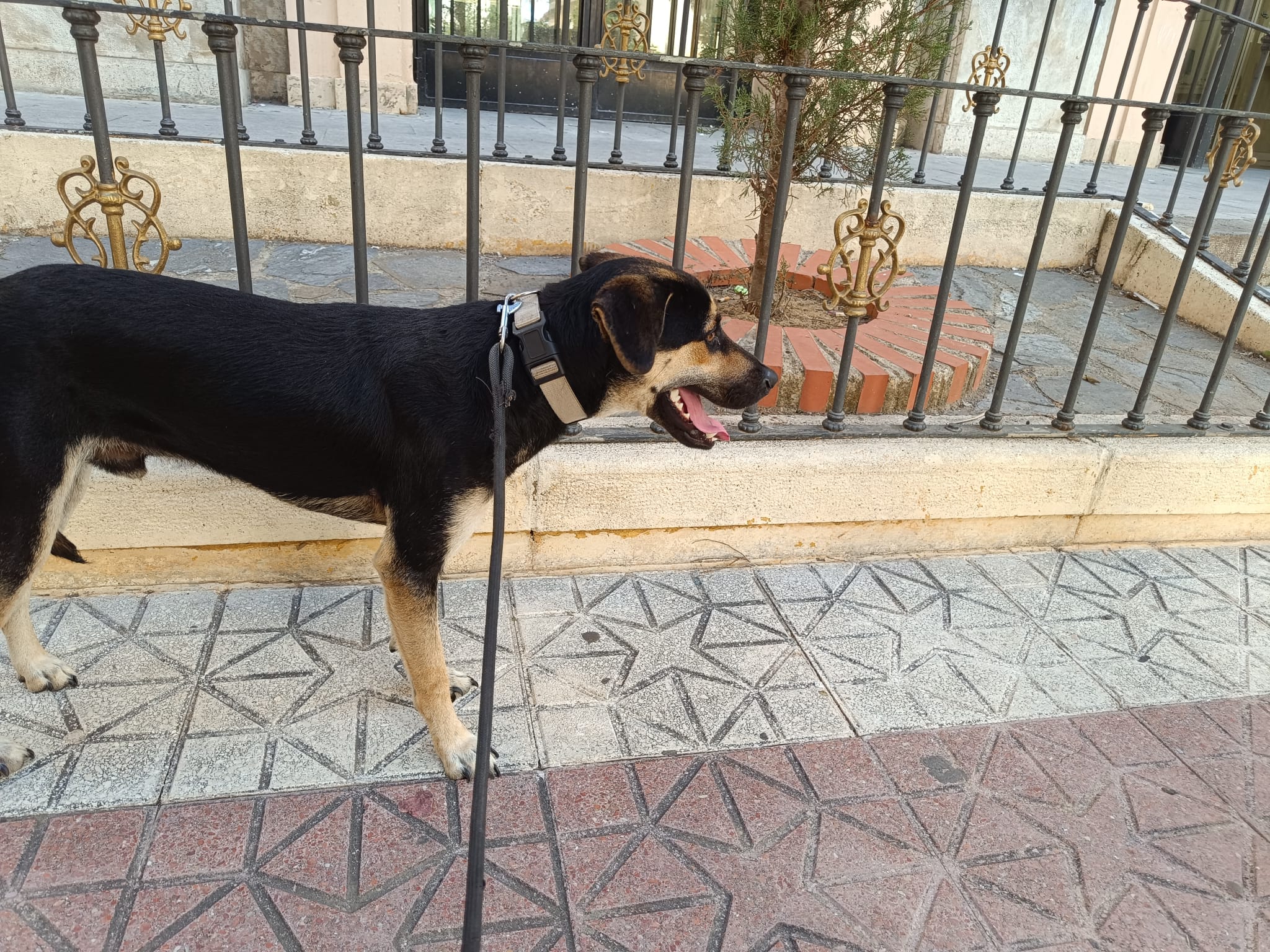 perro-hector-busca-adopcion-5