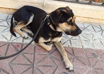 perro-hector-busca-adopcion-8