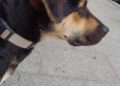 perro-hector-busca-adopcion-9