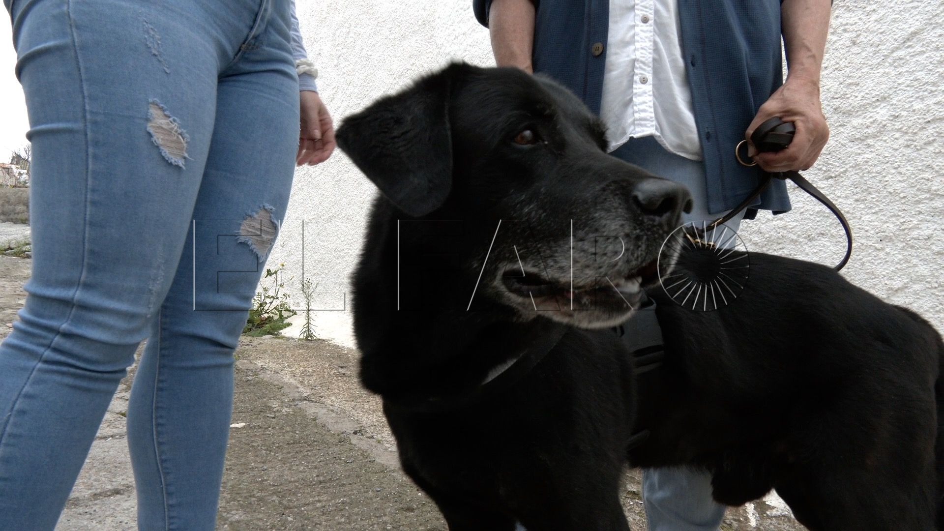 adopcion-drago-perro-guardia-civil-2