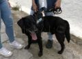 adopcion-drago-perro-guardia-civil-3