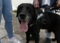 adopcion-drago-perro-guardia-civil-4